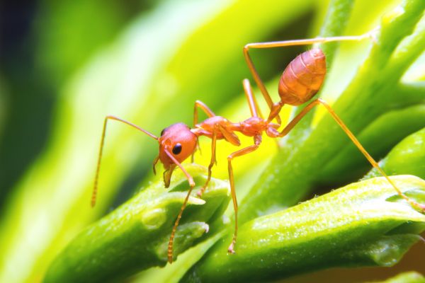 Fire Ant Extermination Service in Dallas