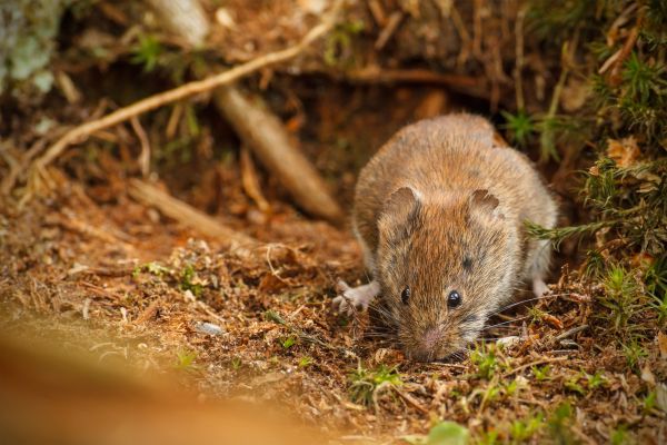 Vole Control Service in Dallas