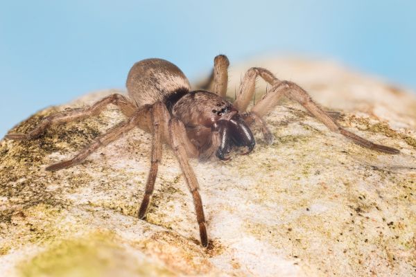 Mouse Spider Extermination Service in Dallas