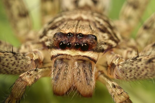 Huntsman Spider Extermination Service in Dallas