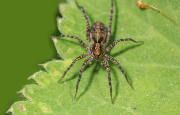 Hobo Spider Extermination Service in Dallas