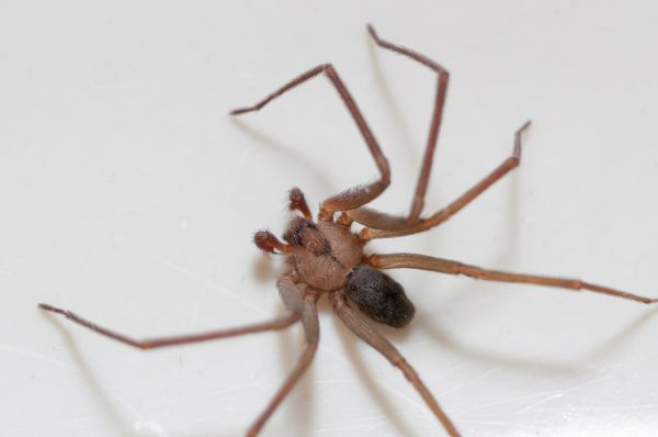 Brown Recluse Extermination Service in Dallas