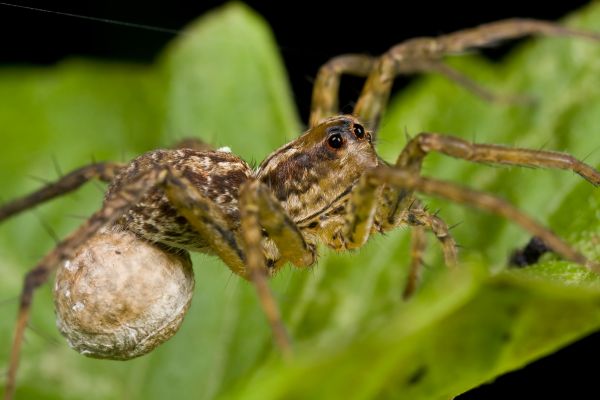 Wolf Spider Extermination Service in Dallas