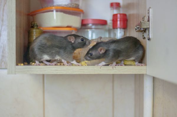 Rats Removal Service in Dallas