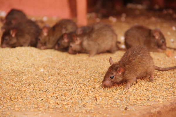 Rats Extermination Service in Dallas