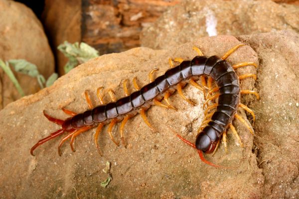 Centipede Extermination Service in Dallas