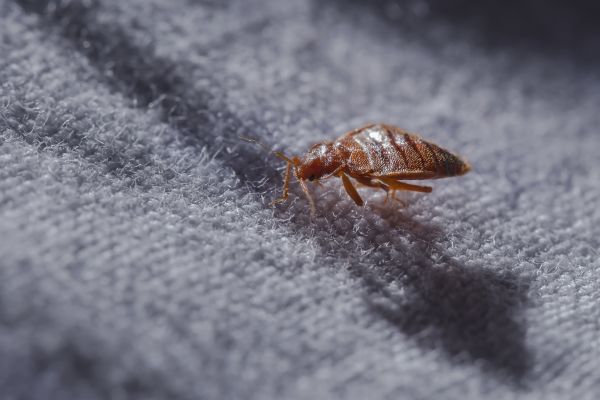 Bed Bug Extermination Service in Dallas
