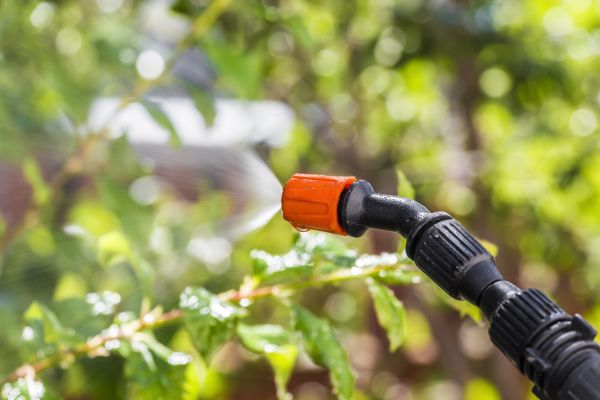 Lawn Insect Spraying Service in Dallas