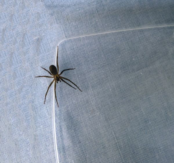 Brown Recluse Removal Service in Dallas