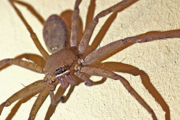 Huntsman Spider Removal Service in Dallas