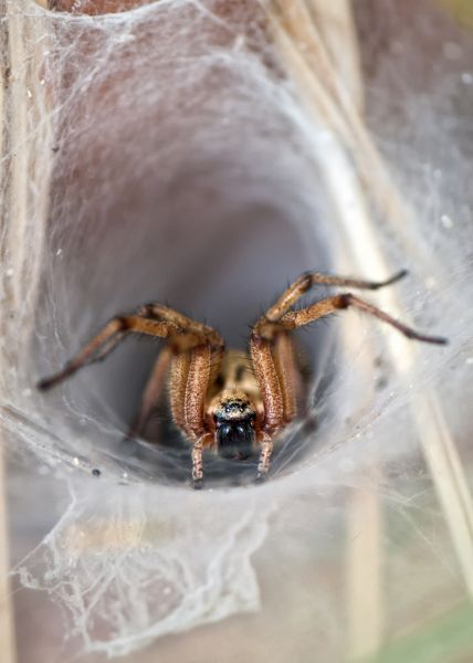 Wolf Spider Removal Service in Dallas