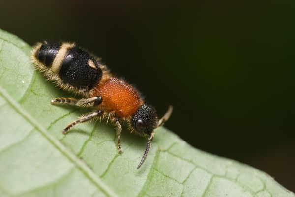 Velvet Ant Extermination Service in Dallas