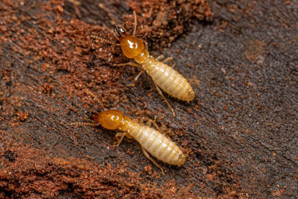 Termites Removal Service in Dallas