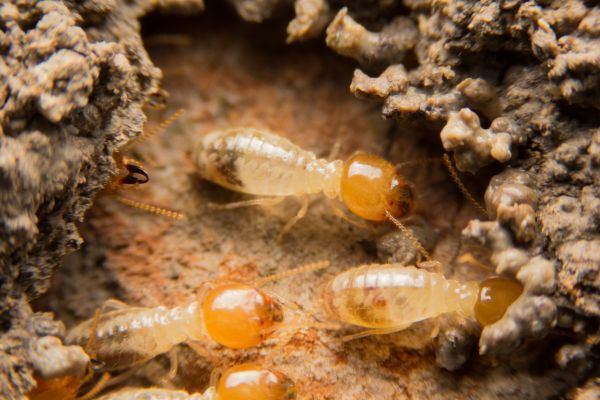 Termites Extermination Service in Dallas