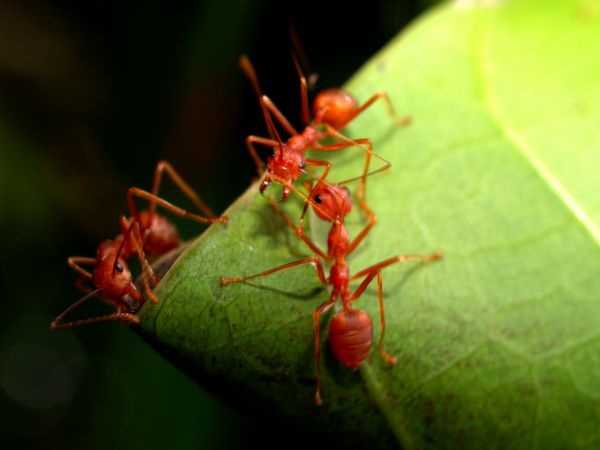 Red Ant Extermination Service in Dallas