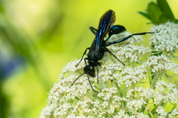 Mud Dauber Removal Service in Dallas
