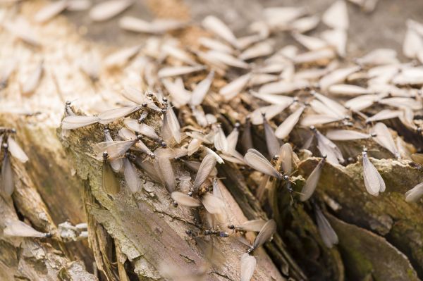 Winged Termite Removal Service in Dallas