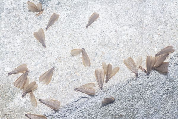 Winged Termite Extermination Service in Dallas