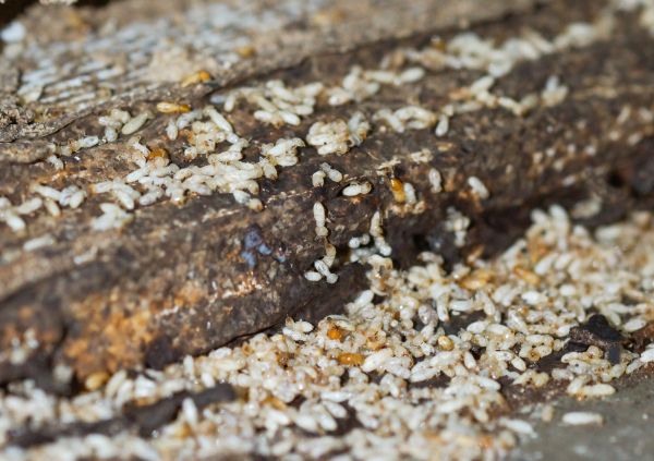 Commercial Termite Removal Service in Dallas