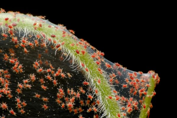Spider Mite Extermination Service in Dallas