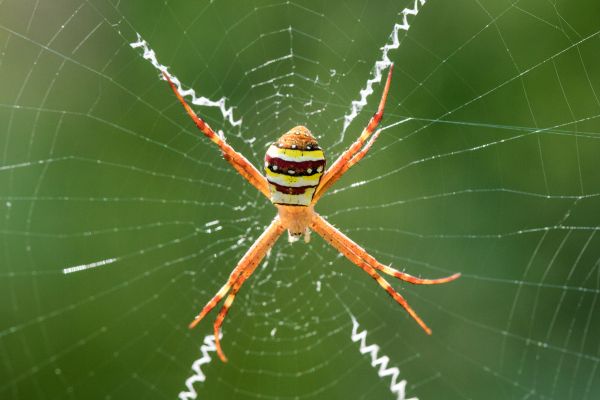 Cross Spider Extermination Service in Dallas
