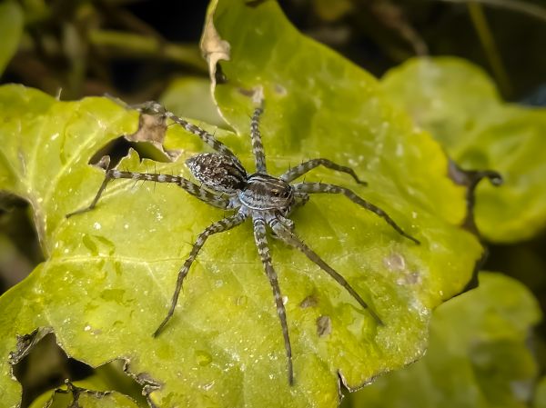 Common Spiders Extermination Service in Dallas