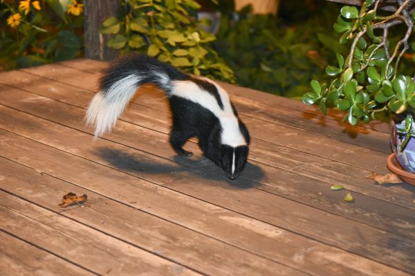 Skunk Extermination Service in Dallas