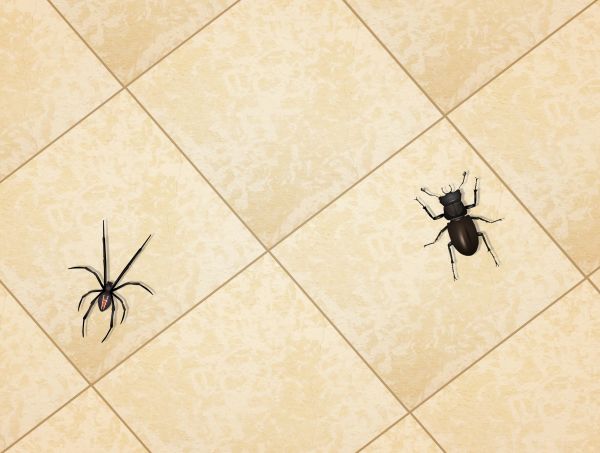 Commercial Spider Control Service in Dallas