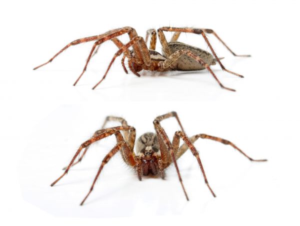 Hobo Spider Prevention