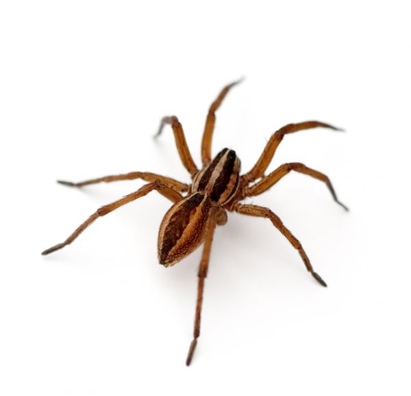 Spider Mite Removal Service in Dallas