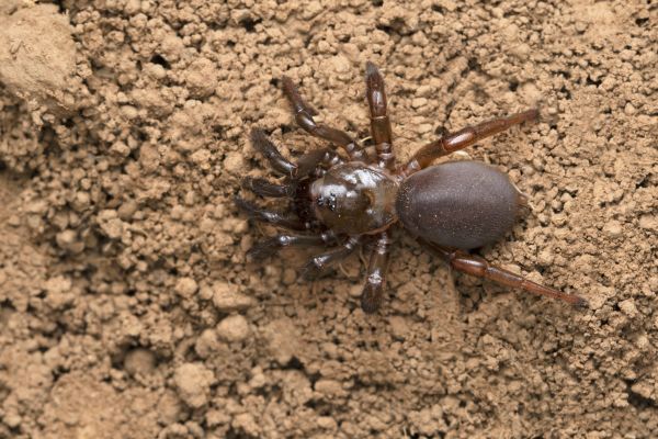 Trapdoor Spider Removal Service in Dallas