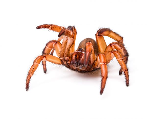 Trapdoor Spider Extermination Service in Dallas