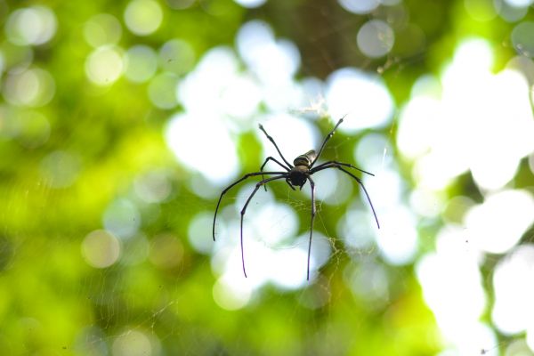Cross Spider Pest Management