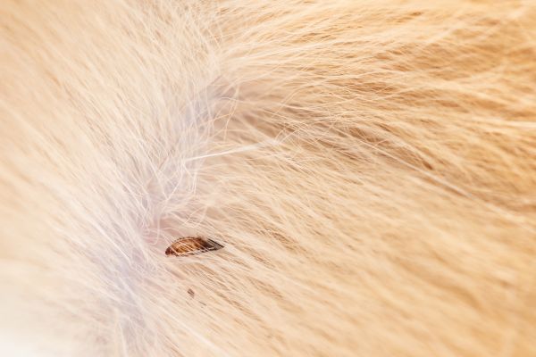 Mites Extermination Service in Dallas