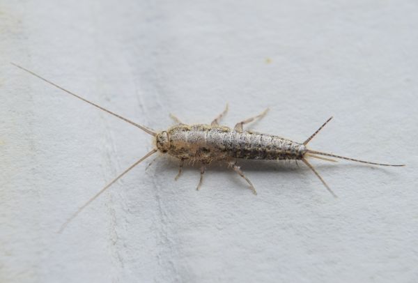 Silverfish Extermination Service in Dallas