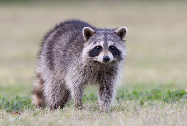Raccoon Removal Service in Dallas
