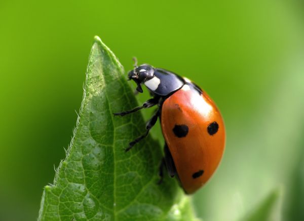 Ladybug Removal Service in Dallas