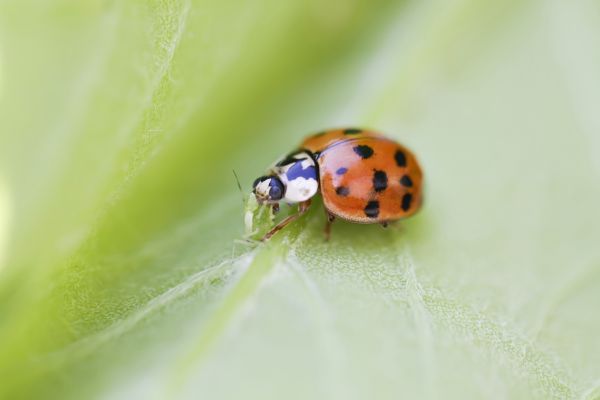 Ladybug Extermination Service in Dallas