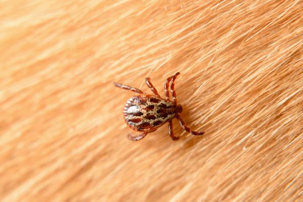 Mite Removal Service in Dallas