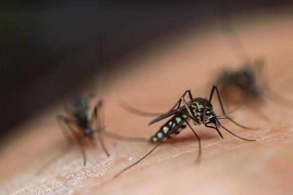 Mosquito Removal Service in Dallas