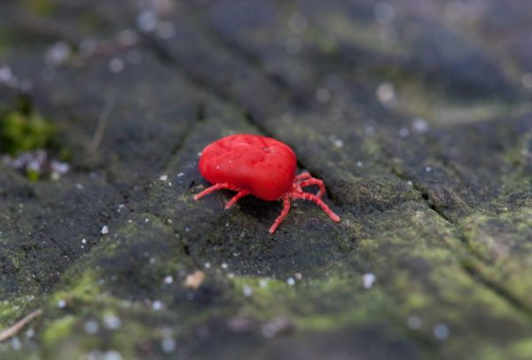 Chigger Extermination Service