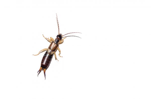 Earwig Extermination Service in Dallas