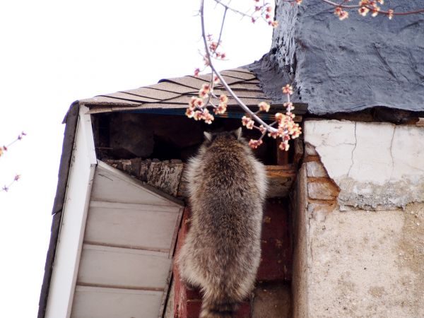 Raccoon Pest Removal