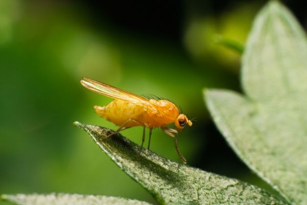 Fruit Fly Extermination Service in Dallas