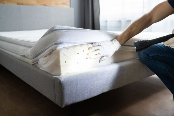 Bed Bugs Service in Dallas