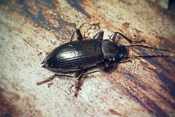 Beetle Extermination Service in Dallas