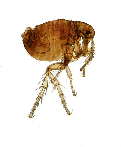 Flea Fumigation Service in Dallas