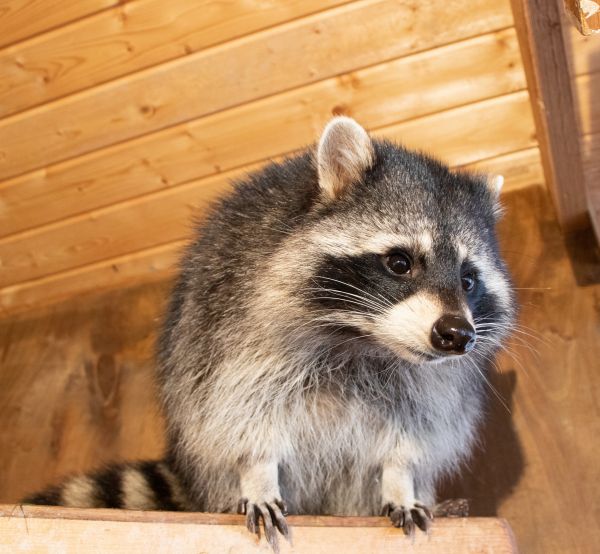 Attic Racoon Removal Service in Dallas